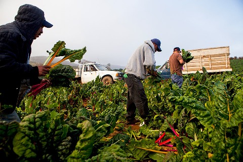 direct from farmers
